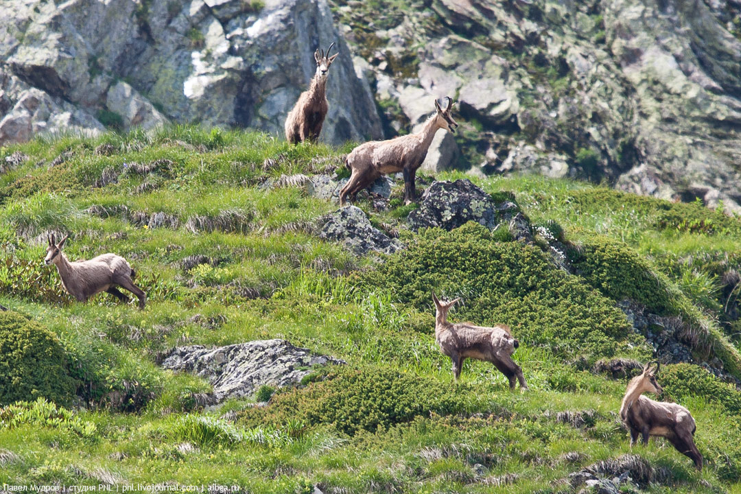 Животные кавказа фото с названиями